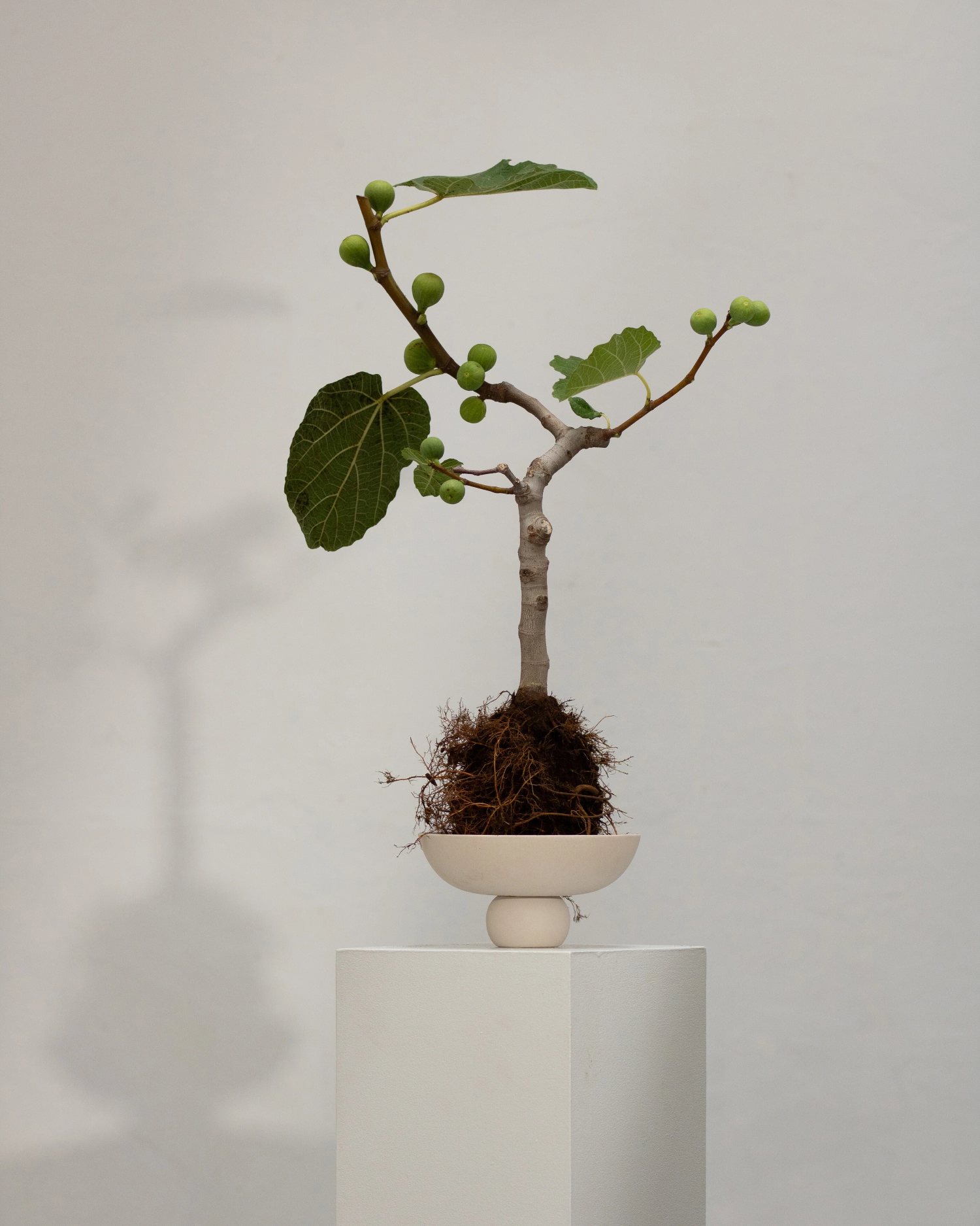 Dubuo Baburu Mini Birch